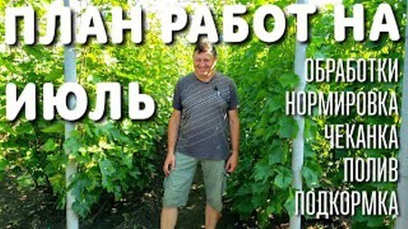 ПЛАН РАБОТ НА ВИНОГРАДНИКЕ В ИЮЛЕ