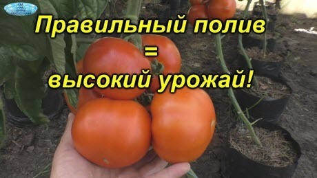 Как часто и сколько поливать томаты? Все о поливе помидор!