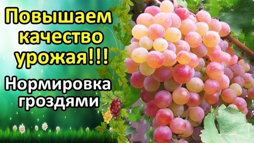 Нормировка винограда гроздями, не пропусти важную операцию!