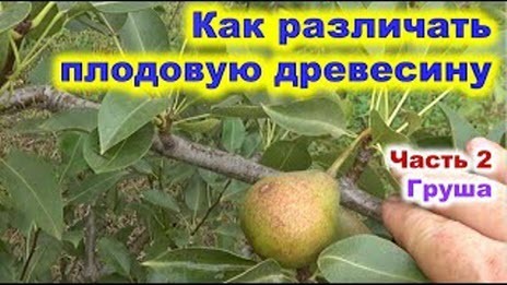 Как различать плодовую древесину груши
