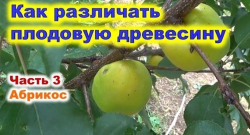 Как различать плодовую древесину абрикоса