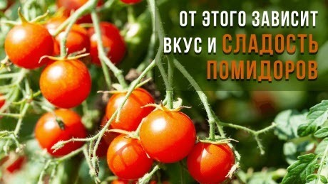 Как сделать томаты слаще мармелада