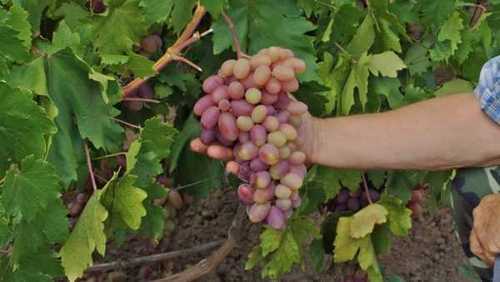 Выстригаем грозди винограда