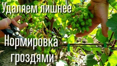 Нормировка куста винограда гроздями