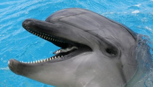 Ученые впервые заметили, как зевает дельфин