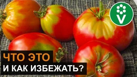 У ПЛОДОВ ТОМАТОВ «ЖЕЛТЫЕ ПЛЕЧИКИ»? Теперь все помидоры будут созревать равномерно!