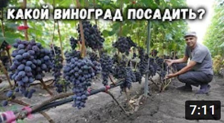 Какой виноград посадить?