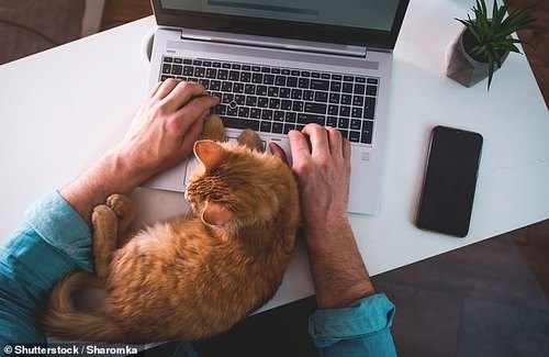 Кошки испытывают "угрожающий жизни" стресс в связи с тем, что хозяева проводят больше времени дома из-за локдаунов