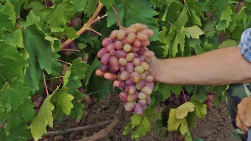 Как ускорить вызревание ягод винограда