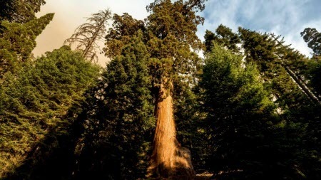 Лесные пожары в Калифорнии подбираются к национальному парку древних секвой