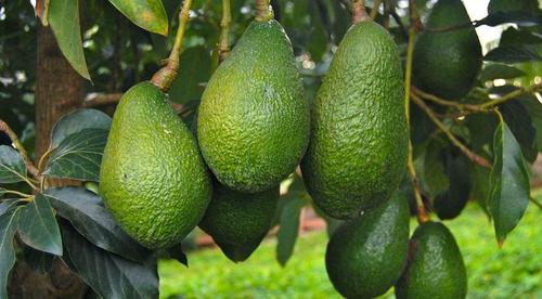 Конец авокадо: почему шеф-повара отказываются от фрукта