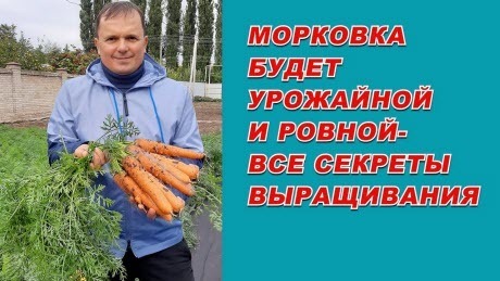 Выращивание урожайной морковки от "А" до "Я"- самые полезные советы