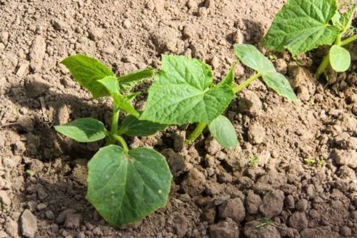 Как улучшить плодородие почвы и сделать ее мягкой как пух: способ, который знает не каждый дачник
