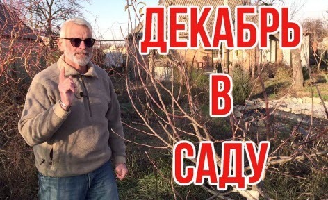 Садовые работы в декабре 2021 / Игорь Билевич