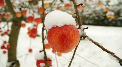 Чтобы яблоню не погрызли мыши зимой: три способа защитить дерево