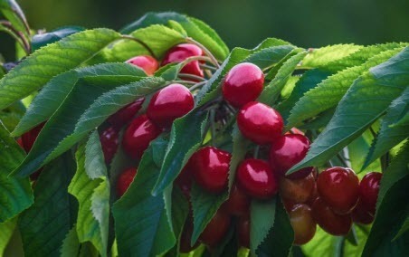 Почему вишня без вишен: что нужно сделать, чтобы снова появилось много ягод