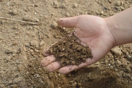Что делать, если почва на участке плотная