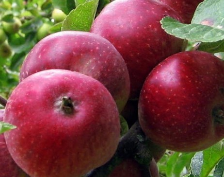 Для урожая: чем подкормить яблоню
