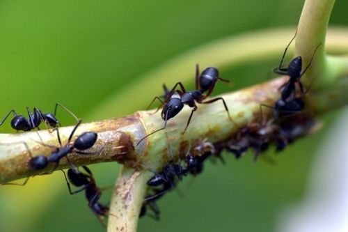 Как избавиться от муравейника на дачном участке