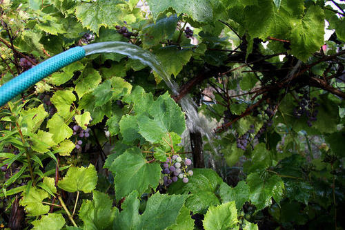 Правильно поливаем виноград