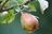 Выращивание груши и яблони из черенка