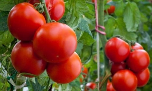 Йод поможет получить богатый урожай перцев и томатов