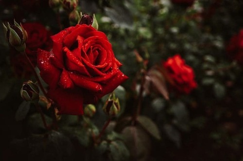 Что нельзя сажать рядом с розами