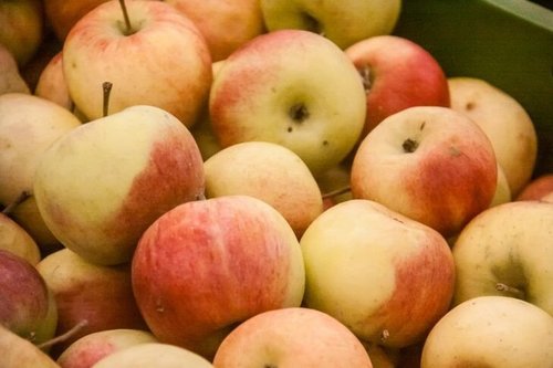 Дедовский способ хранения яблок: будут свежими до весны