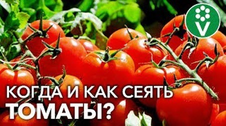 УЗНАЙТЕ ТОЧНУЮ ДАТУ ПОСЕВА ТОМАТОВ В 2022 г! Секреты идеальной рассады томатов