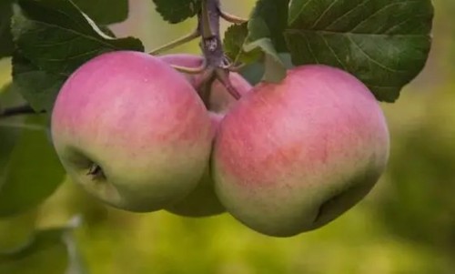 Как защитить яблоню от мучнистой росы: восемь важных правил