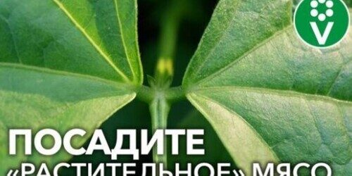 НЕЗАСЛУЖЕННО ЗАБЫТОЕ РАСТЕНИЕ, КОТОРОЕ СТОИТ ПОСАДИТЬ В 2022 - насыщает лучше мяса и улучшает почву
