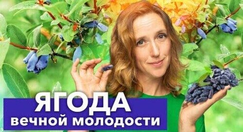 ЧТО ТВОРИТ ЖИМОЛОСТЬ! Полезные свойства и секреты выращивания в своем саду мультивитаминной ягоды