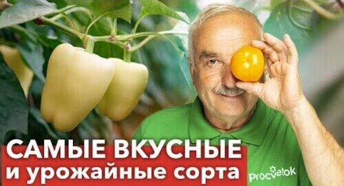 ТОП СОРТОВ БАКЛАЖАНОВ И ПЕРЦЕВ с отличным вкусом и высокой урожайностью! Сажаю из года в год!