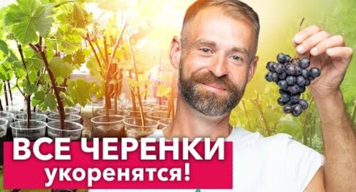 100% СПОСОБ УКОРЕНЕНИЯ ЧЕРЕНКОВ ВИНОГРАДА - всегда так делаю и результат отличный!