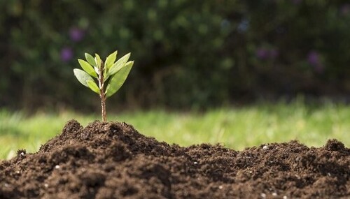 Улучшаем качество почвы: 5 эффективных способов