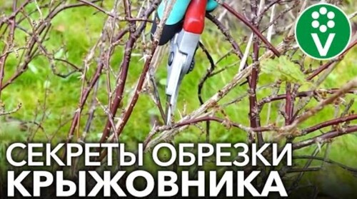 Правильная ОБРЕЗКА КРЫЖОВНИКА для крупных и здоровых ягод!