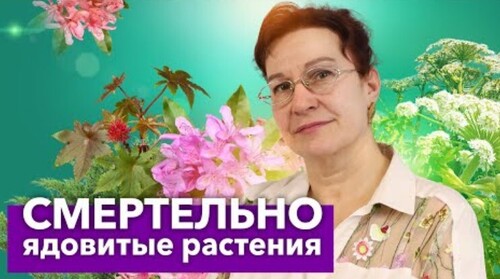 10 САМЫХ ОПАСНЫХ РАСТЕНИЙ на дачном участке! Красивые, но ядовитые цветы