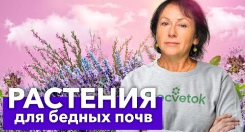 ЭТИ РАСТЕНИЯ ПЫШНО ЦВЕТУТ И ОТЛИЧНО РАСТУТ ДАЖЕ НА САМОЙ БЕДНОЙ ПОЧВЕ!