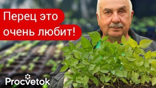 ОДНА ЧАЙНАЯ ЛОЖКА ДЛЯ МОЩНОГО РОСТА КОРНЕЙ ПЕРЦА! Пикировка и первая важная подкормка перца