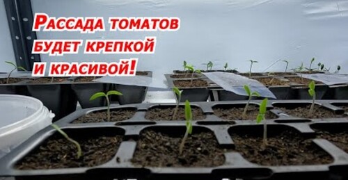 Появились всходы томатов? Срочно сделайте эти ПЯТЬ простых шагов!