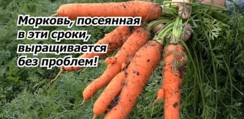Посейте морковь в эти сроки и проблем с выращиванием не будет!