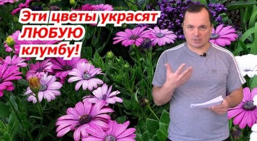 Самые красивые однолетники для клумбы- попробуйте вырастить с нами!