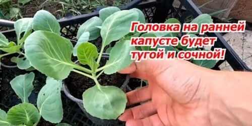 Сеем раннюю капусту на рассаду. Почему вырастает "рыхлая" головка на капусте