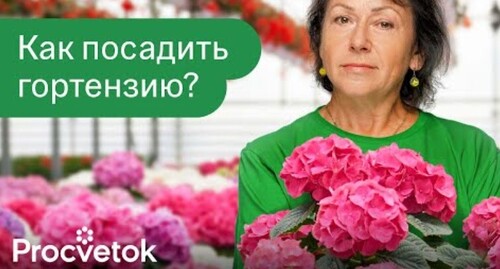 ГОРТЕНЗИЯ ЗАЦВЕТЕТ ОГРОМНЫМИ ШАПКАМИ, если посадить ее так весной!