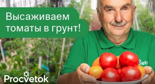 ЛУЧШИЙ СПОСОБ ПОСАДКИ ТОМАТОВ В ТЕПЛИЦУ! Посадите так и урожай будет некуда девать