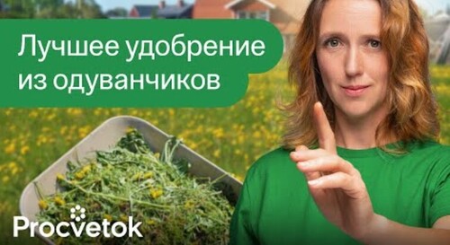 ТОЛЬКО НЕ КЛАДИТЕ ОДУВАНЧИКИ В КОМПОСТ пока не посмотрите это видео! Лучшее удобрение из одуванчиков