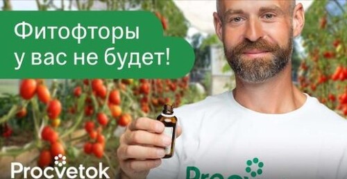 ФИТОФТОРА ПОГИБАЕТ МГНОВЕННО! Вот чем обработать томаты для профилактики и лечения фитофтороза