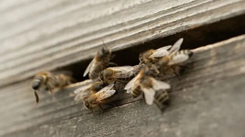 Як бджоли можуть допомогти Україні у війні проти Росії