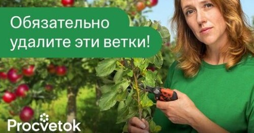 НЕ ОПОЗДАЙТЕ С ЛЕТНЕЙ ОБРЕЗКОЙ ПЛОДОВЫХ - урожая больше, а крона меньше! Когда, как и зачем