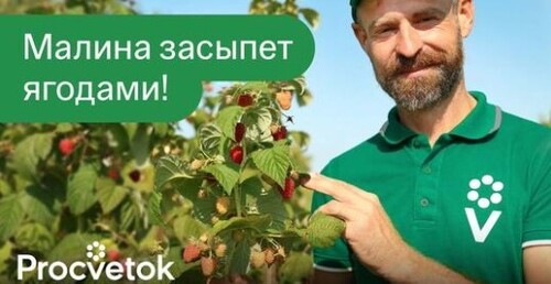 1 ЛОЖКА ПОД МАЛИНУ И ОНА ЗАВАЛИТ УРОЖАЕМ! Вот чем подкормить и обработать ремонтантную малину в июле